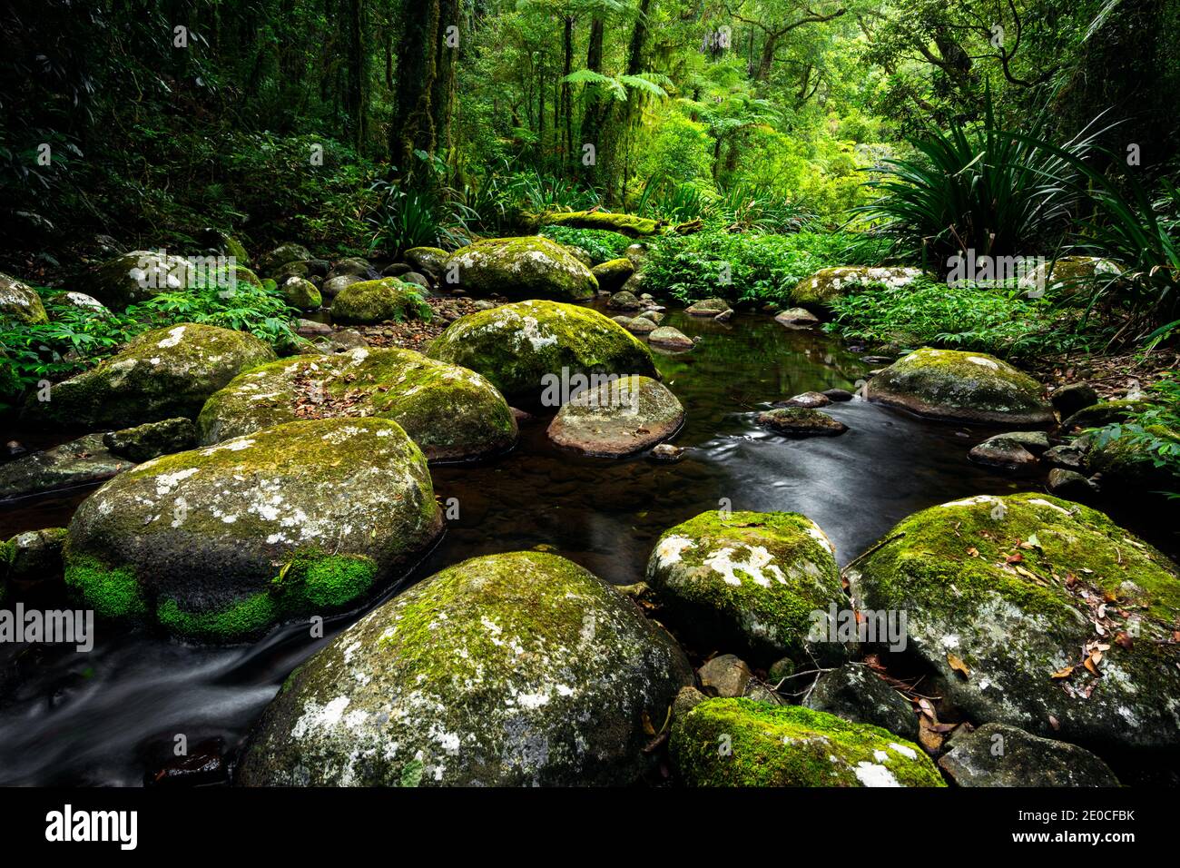 Lussureggiante foresta pluviale a Brindle Creek nel Border Ranges National Park. Foto Stock