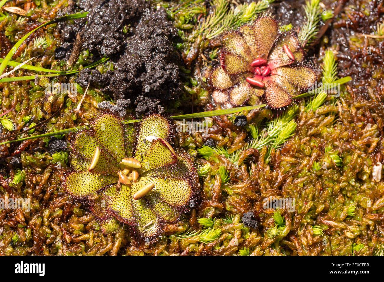 Due rosette verdi della rara endemica pianta carnivora Drosera Hamiltonii visto in habitat naturale ad est di Walpole in Occidente Australia Foto Stock