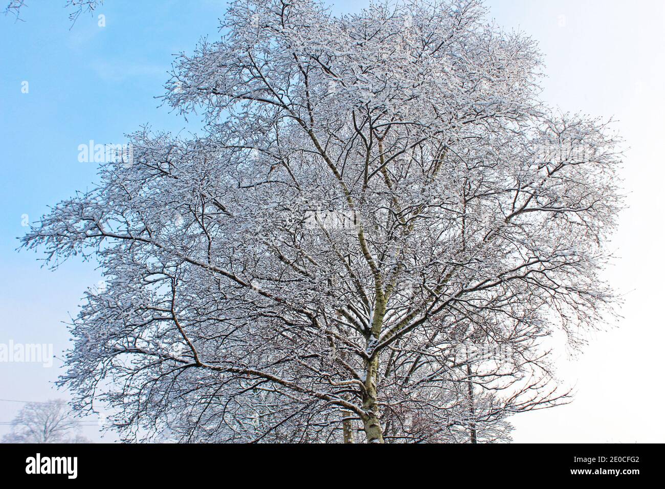 Neve su alberi, alberi innevati, alberi innevati in una giornata invernale e cielo blu a Manchester, Inghilterra Foto Stock