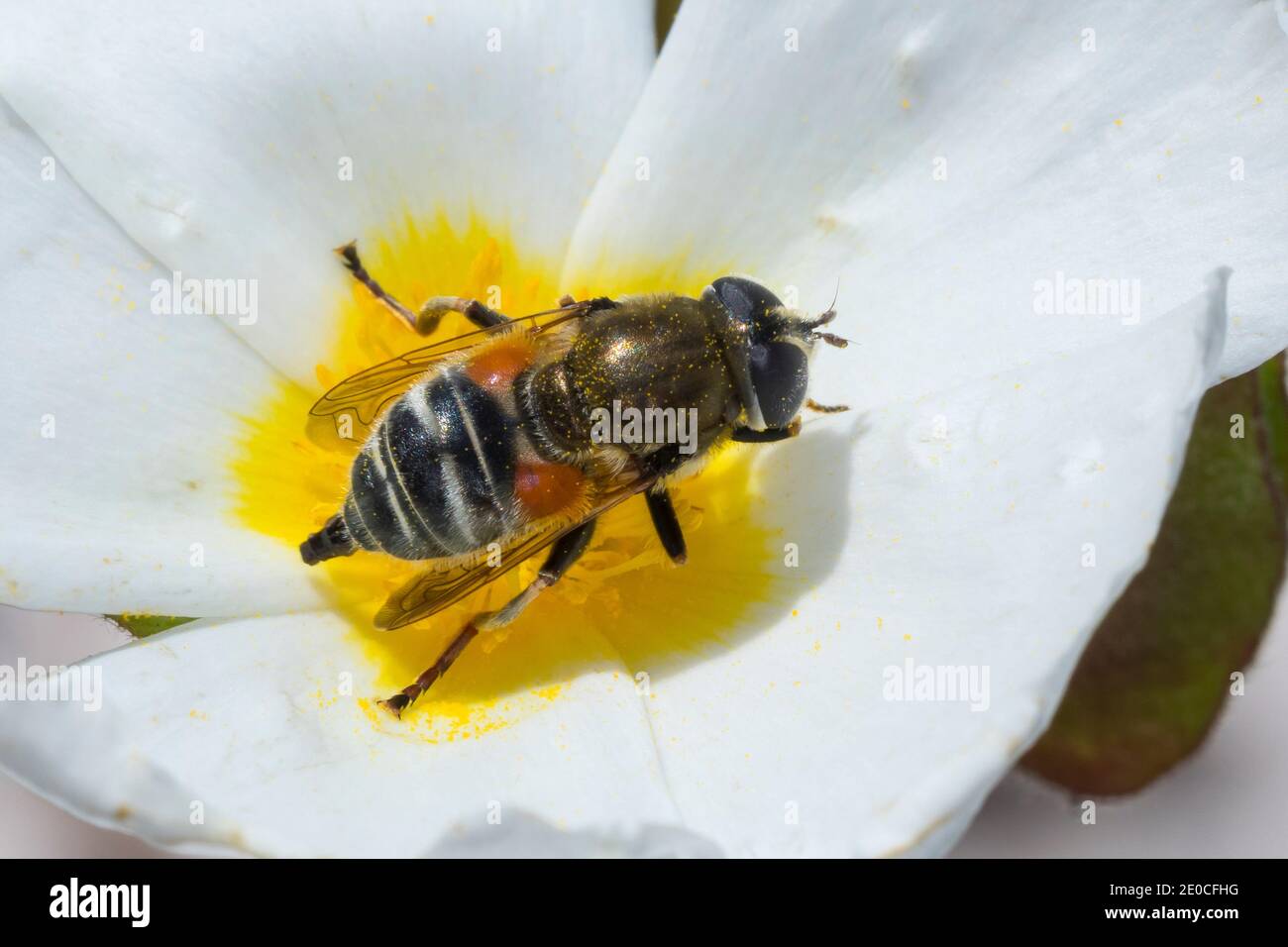 Schwebfliege, Merodon spec., Hoverfly, Kroatien, Croazia Foto Stock