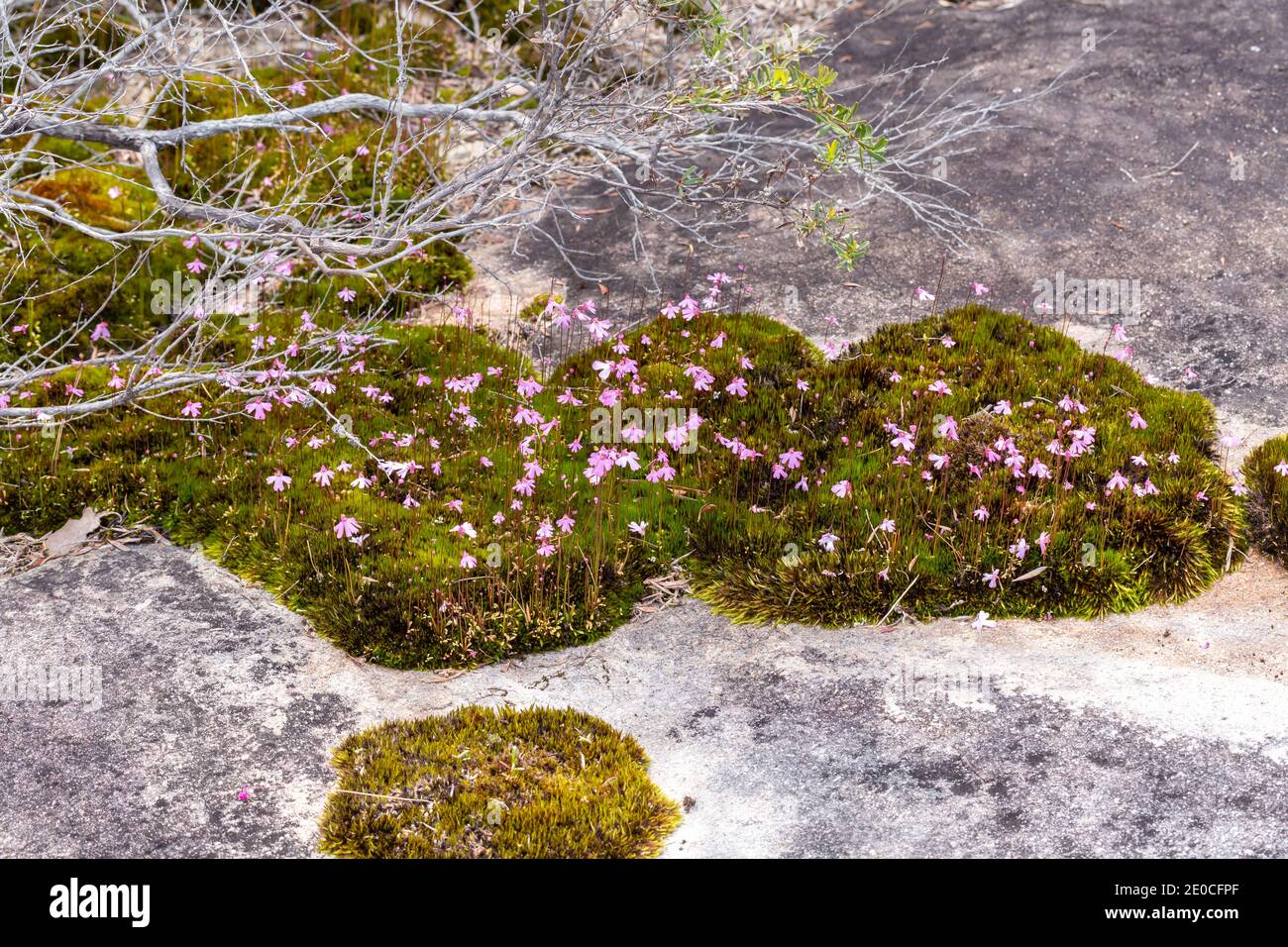 Colonia della fiorita rosa Bladderwort Utricularia multifida crescente Un affioramento di roccia di granito vicino a Walpole nell'Australia Occidentale Foto Stock