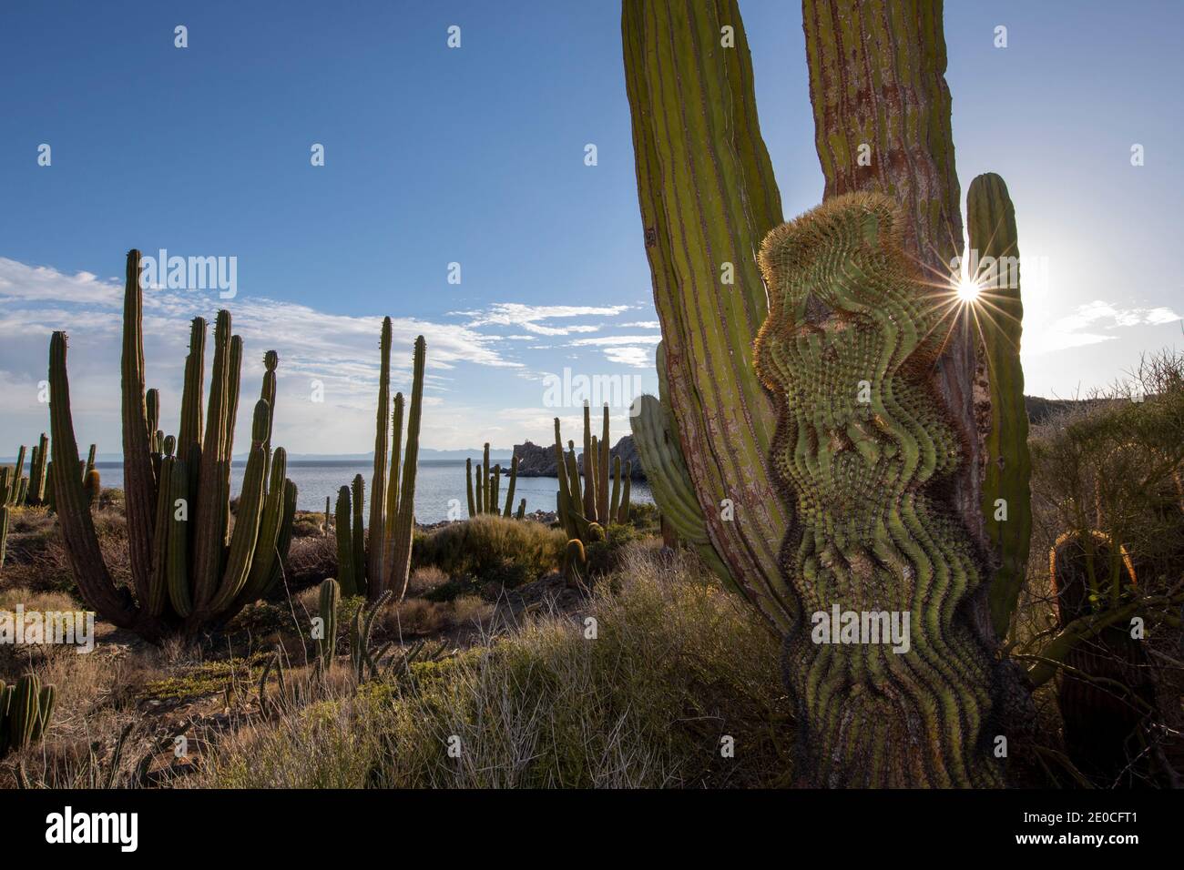 Cactus endemico gigante (Ferocactus diguetii) su Isla Santa Catalina, Baja California sur, Messico Foto Stock
