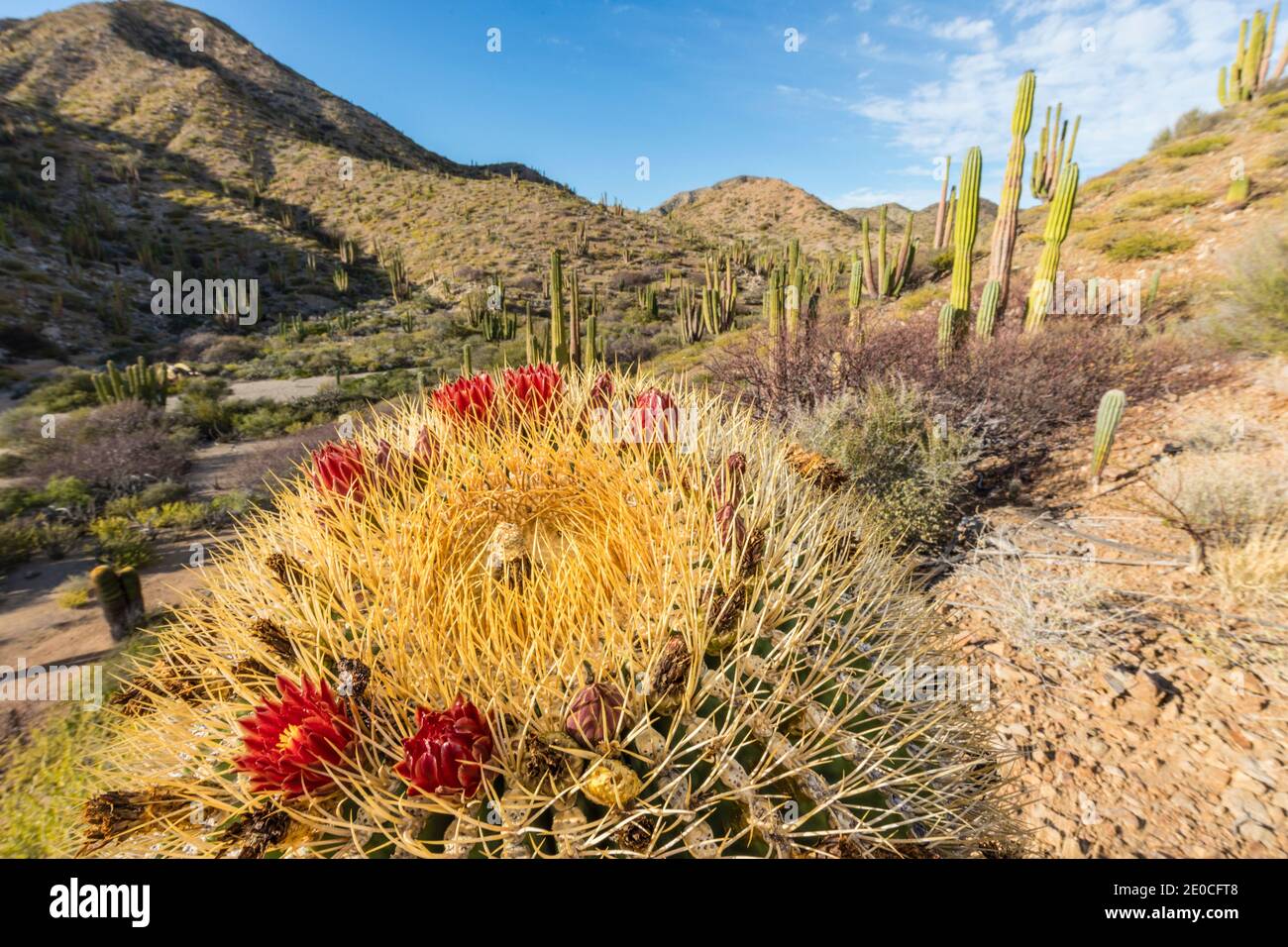Cactus endemico gigante (Ferocactus diguetii) su Isla Santa Catalina, Baja California sur, Messico Foto Stock