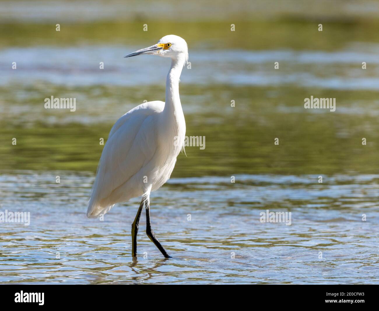 Adulto nevoso egret (Egretta thula) che guada nell'estuario della marea, San Jose del Cabo, Baja California sur, Messico Foto Stock