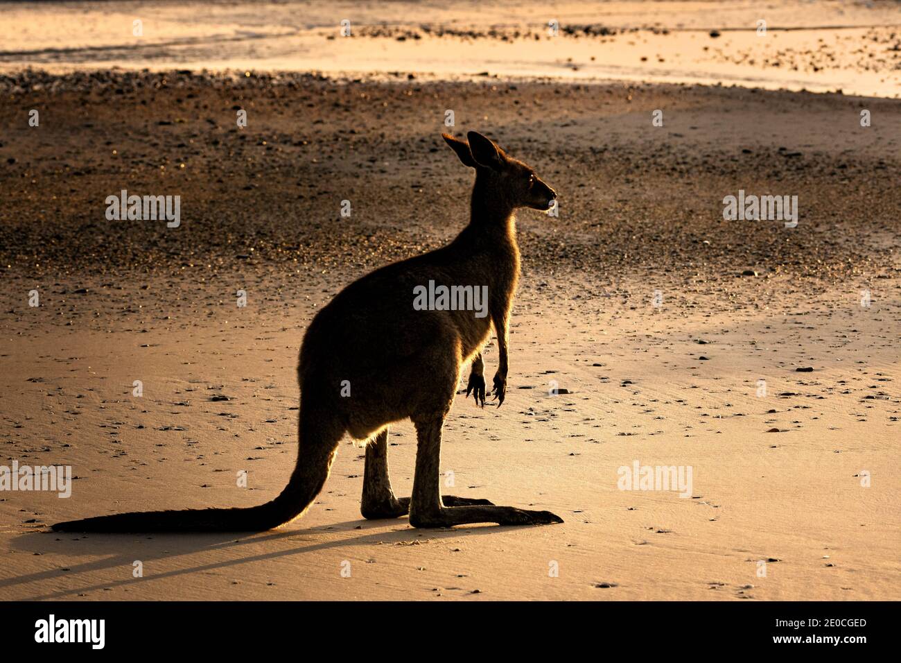 Canguro grigio orientale che vagano per la spiaggia all'alba. Foto Stock