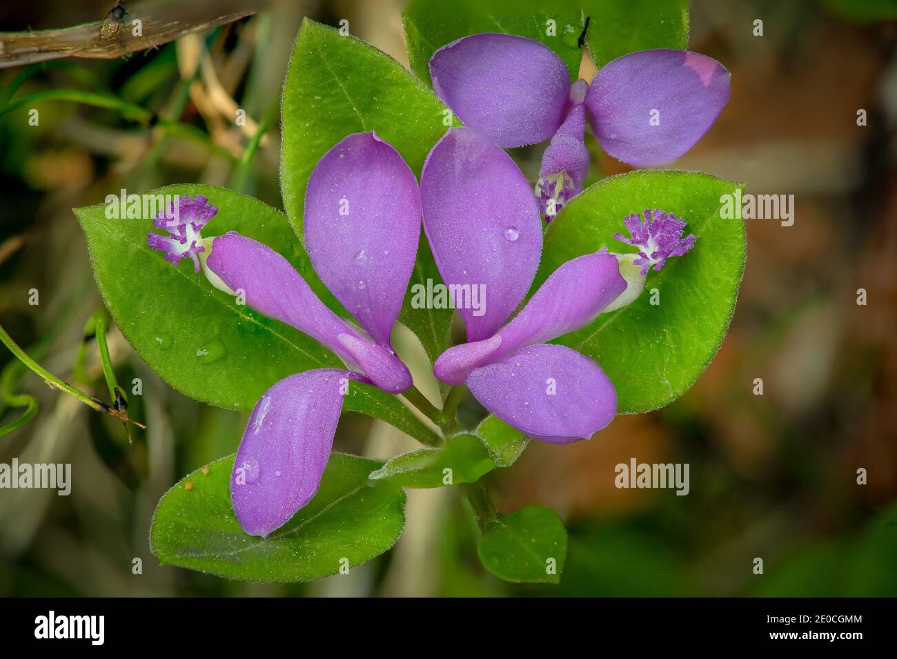 Viola Gay ala fiore selvatico Foto Stock