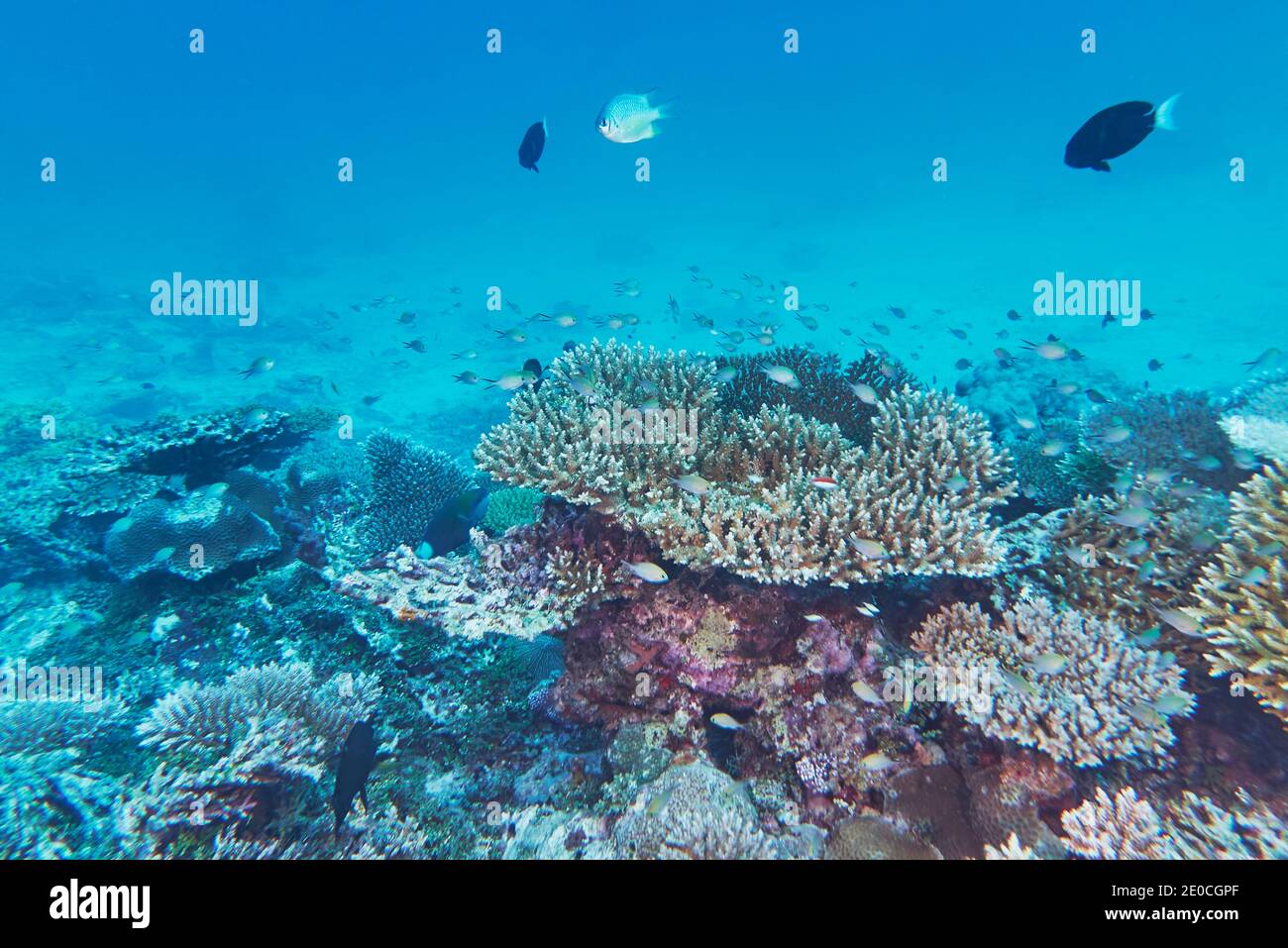 Un mix di coralli duri di specie acropora, su una barriera corallina tropicale, intorno all'atollo di Gaafu Dhaalu, nel sud delle Maldive, Oceano Indiano, Asia Foto Stock