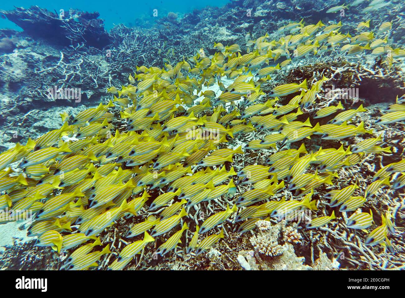 Una secca di Snappers a strisce blu (Lutjanus kasmira) nuota attraverso una barriera corallina tropicale, nell'atollo di Gaafu Dhaalu, le Maldive, Oceano Indiano, Asia Foto Stock