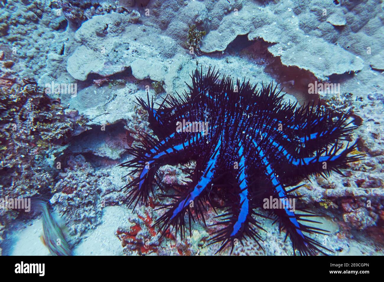 Una corona di spine stelle marine (Acanthaster planci), su una barriera corallina tropicale, in atollo Gaafu Dhaalu, le Maldive, Oceano Indiano, Asia Foto Stock