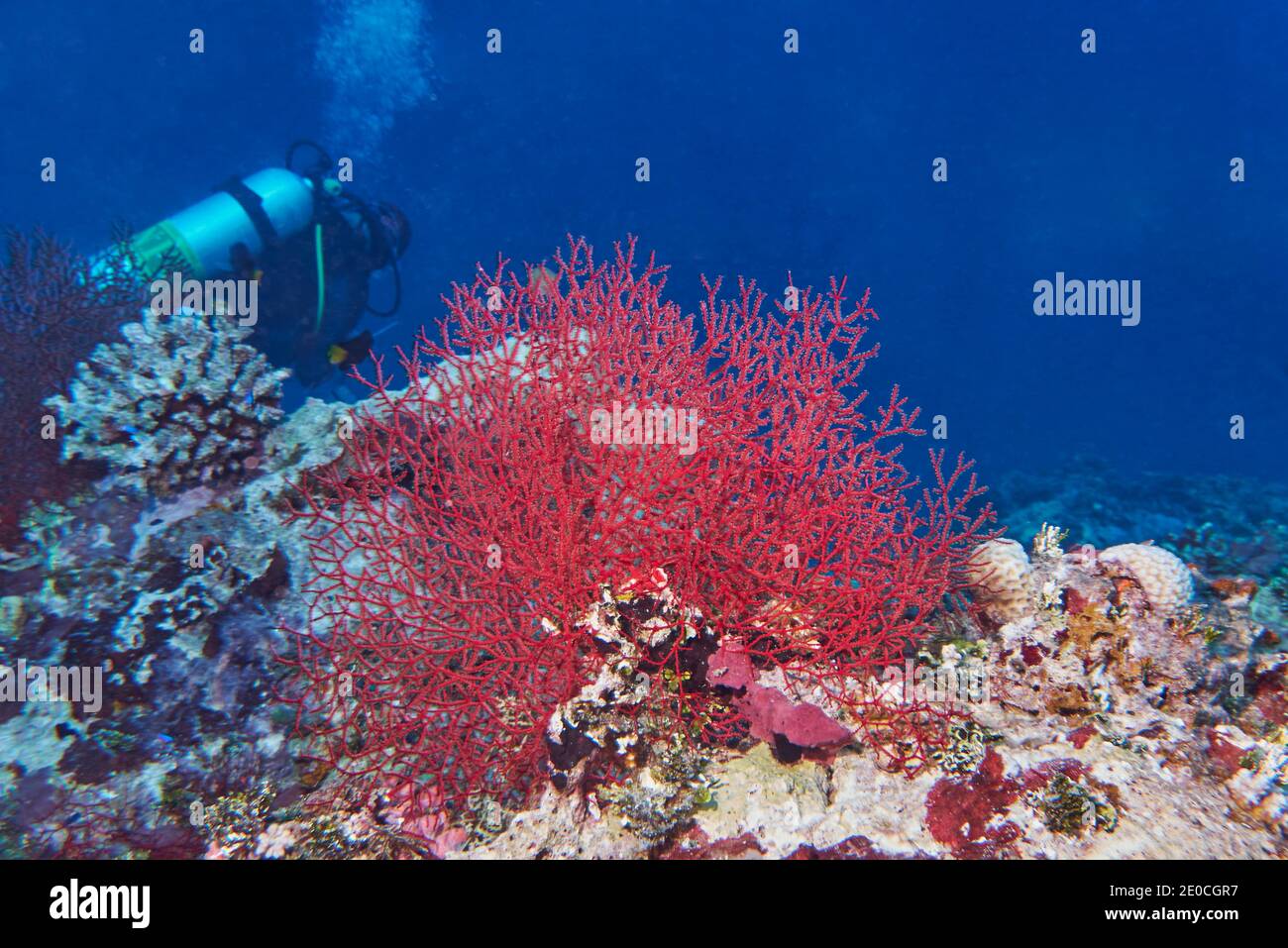 Un gorgoniano tifoso marino (forse specie di Echinogorgia) ottocorale su una barriera corallina tropicale, in atollo di Gaafu Dhaalu, le Maldive, Oceano Indiano, Asia Foto Stock