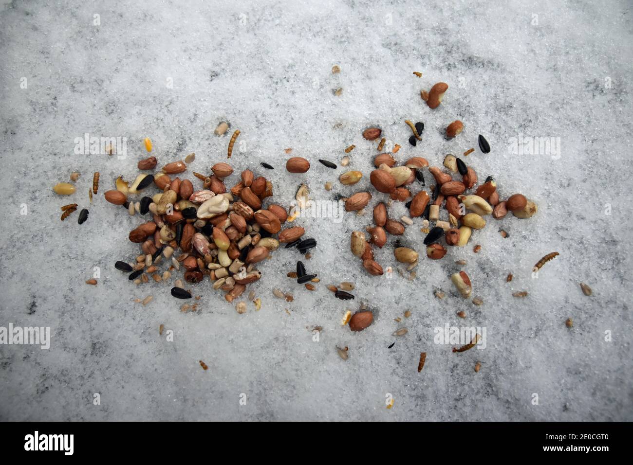 Noci, semi e uccelli misti nutrono neve e ghiaccio Foto Stock