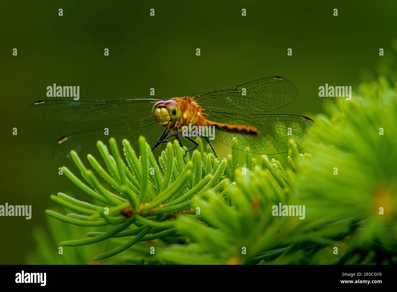 La libellula di Arancio meadowlark che fa contatto visivo con me Foto Stock