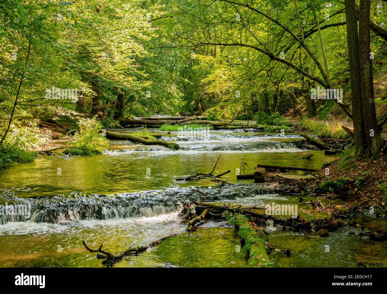 Cascate sul fiume Tanew, Szumy nad Tanwia, Tanew Riserva Naturale, Roztocze, Lublin Voivodato, Polonia, Europa Foto Stock