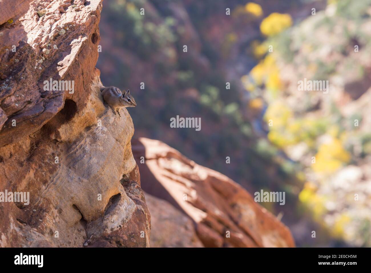 Uinta chipmunk (Neotamias umbrinus) aggrappato a rocce alte sopra Pine Creek, autunno, Zion National Park, Utah, Stati Uniti d'America Foto Stock