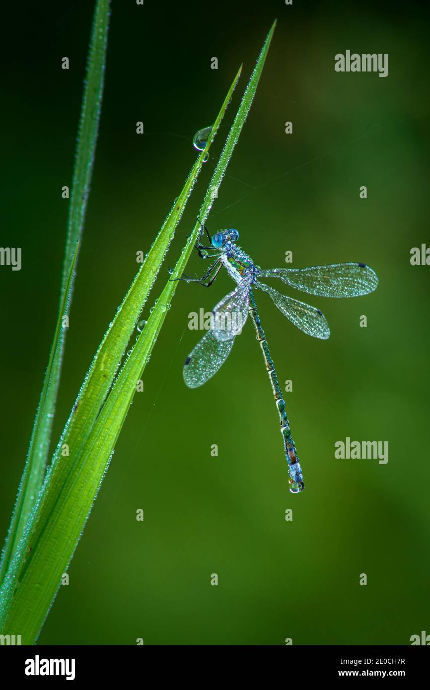 Libellula blu coperta nella rugiada mattutina Foto Stock