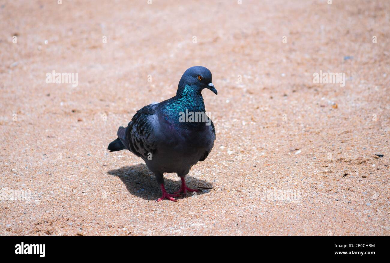 Piccione di roccia colorato picchiando e muovendosi in avanti sulla terra sabbiosa nel mezzo della giornata calda, gettando l'ombra scura sotto. Foto Stock