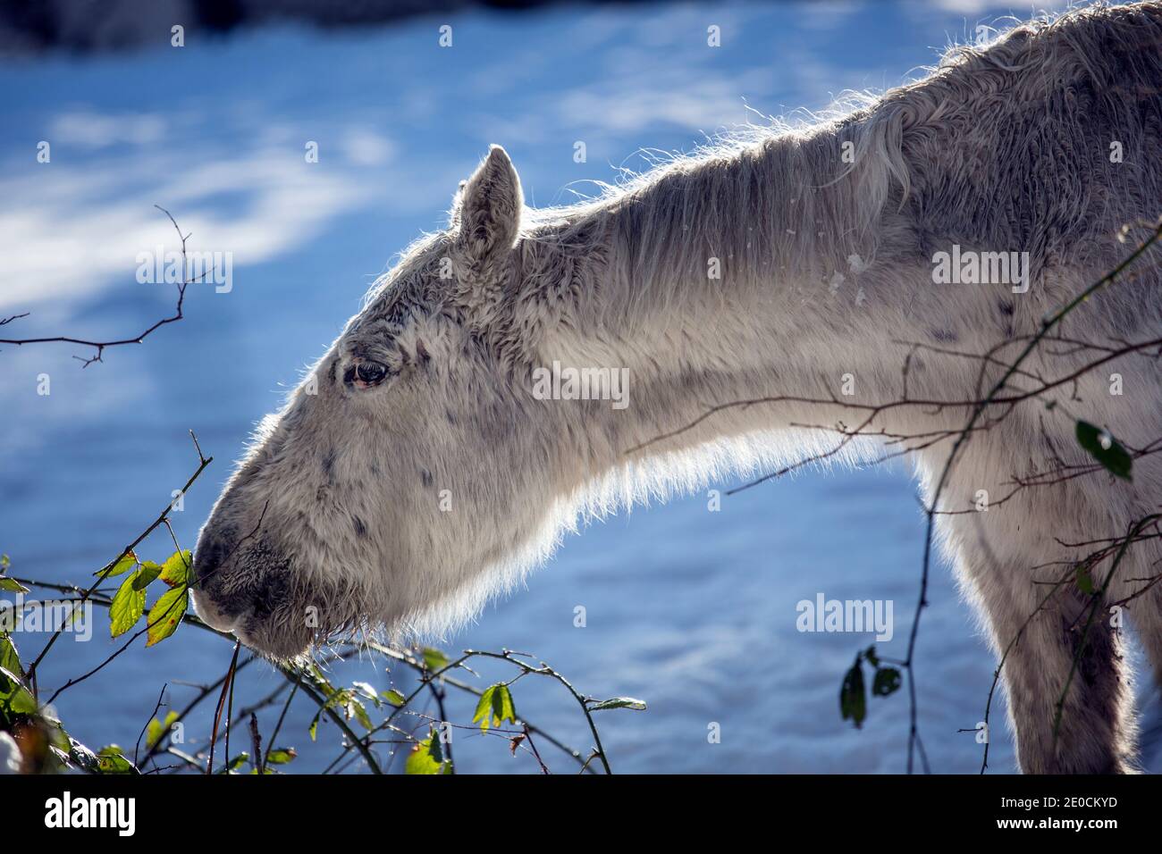 Pony gallese masticando una filiale a Penymynydd, Trimsaran, Llanelli Foto Stock