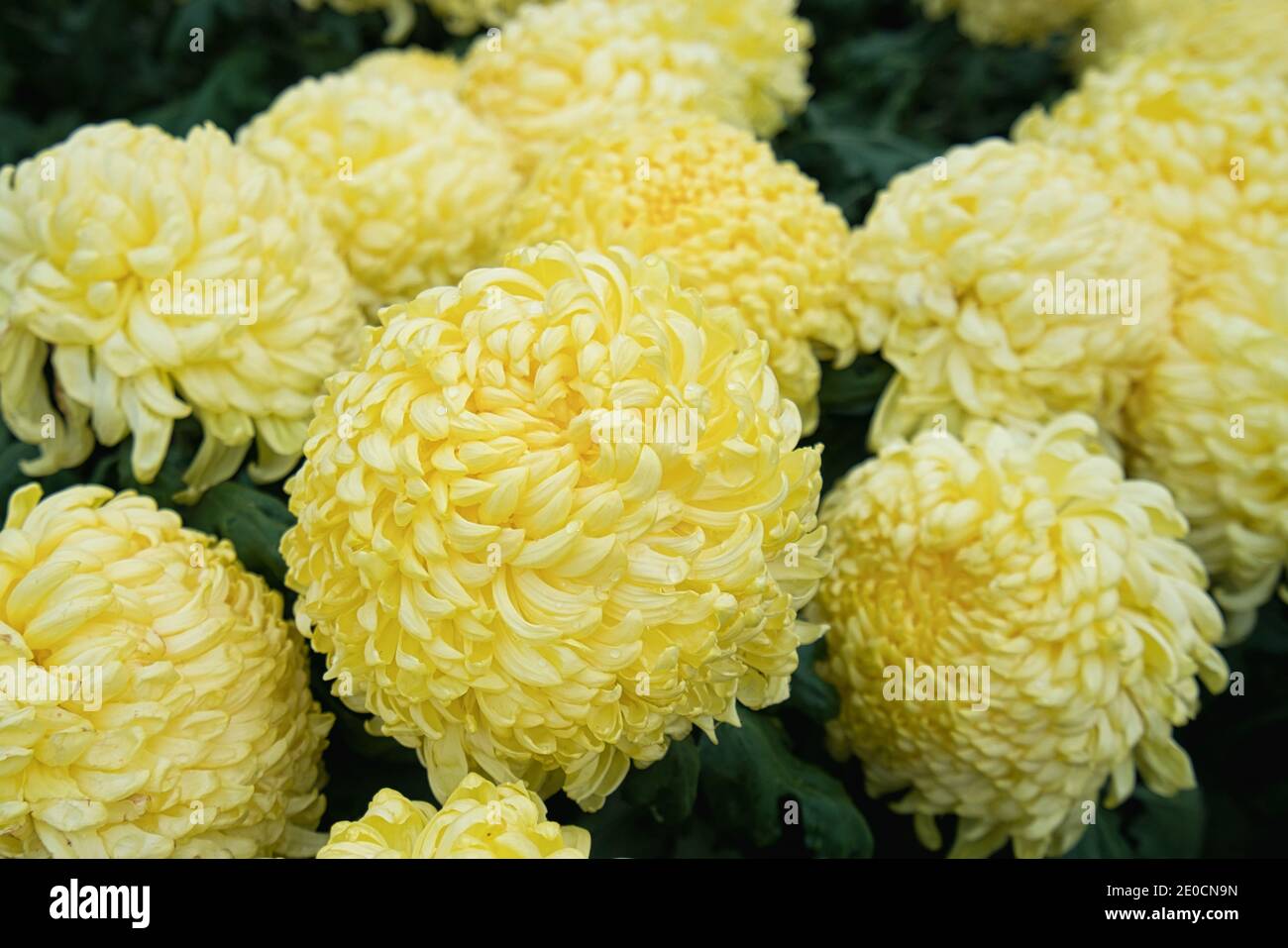 Alcuni crisantemi da ping pong di colore giallo pallido. Mostra di  crisantemo presso la residenza ufficiale di Shilin, Taipei, Taiwan. 2020  dic Foto stock - Alamy