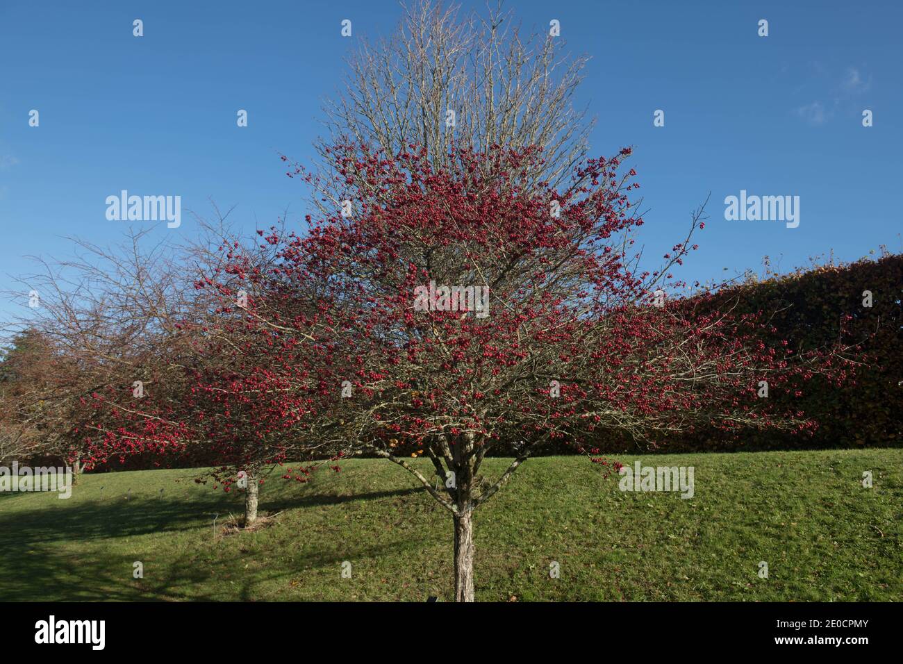 Bright Red autunno berries o frutta su un ampio Leaved Cockspur Thorn Tree (Crataegus persimilis 'Prunifolia') Crescere in un giardino in Devon rurale Foto Stock