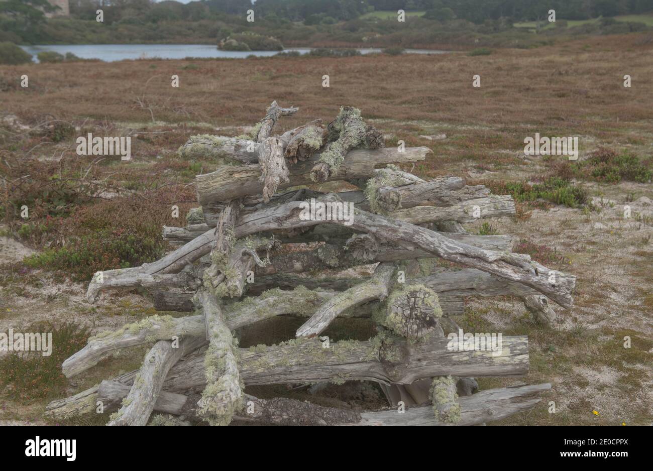 Stack di vecchi tronchi intemperie coperti di Lichens dalla costa sull'isola di Tresco nelle isole di Scilly, Inghilterra, Regno Unito Foto Stock