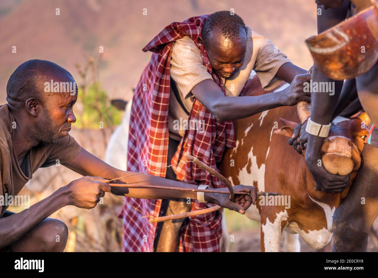 Raccolta di sangue di bovini, persone di Surma, valle di Omo, Etiopia Foto Stock