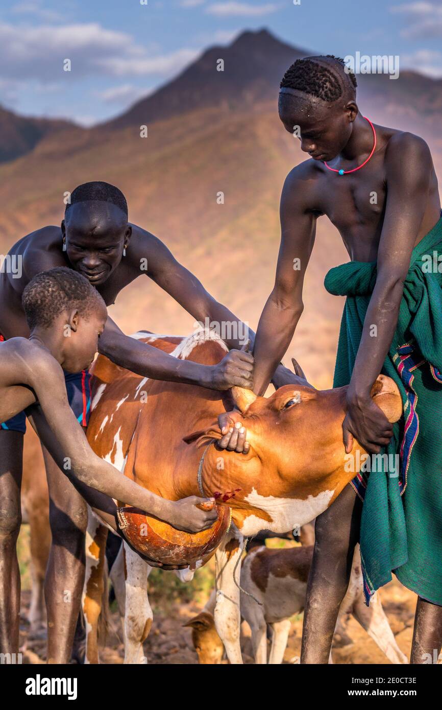 Raccolta di sangue di bovini, persone di Surma, valle di Omo, Etiopia Foto Stock