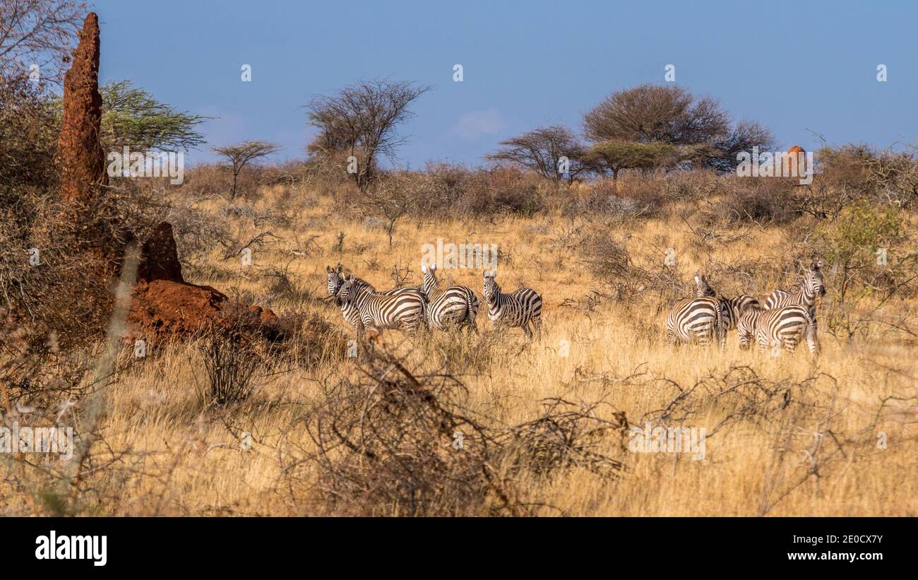 Zebre, Etiopia meridionale Foto Stock