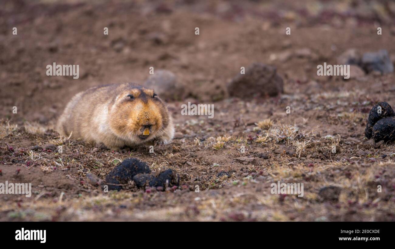 Molerat gigante, Bale montagne parco nazionale, Etiopia Foto Stock