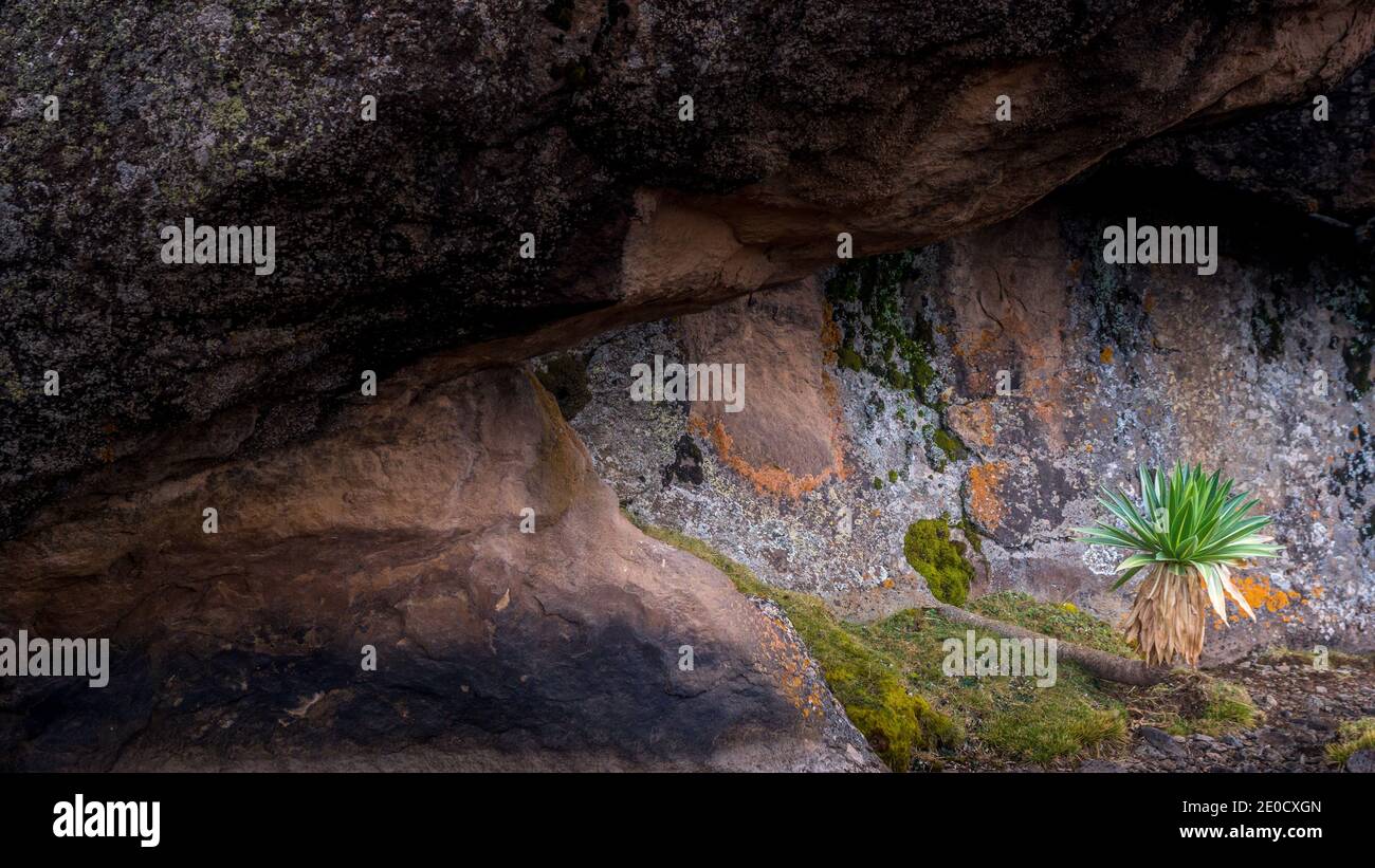 Altopiano di Sanetti, formazione rocciosa, granito, Parco nazionale delle montagne di Bale, Etiopia Foto Stock