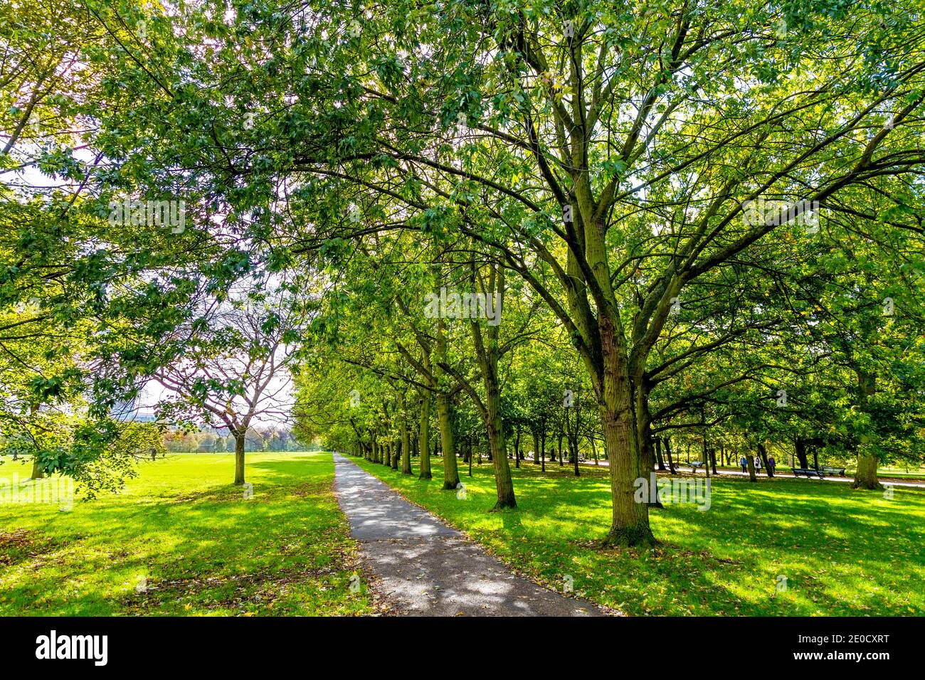 Lussureggianti alberi verdi e sentiero nel Regent's Park, Londra, Regno Unito Foto Stock