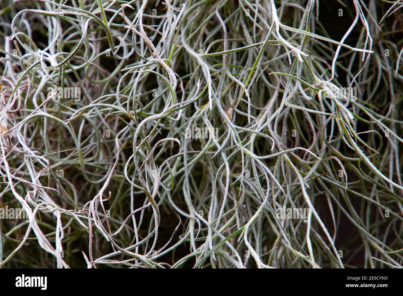 Primo piano di muschio spagnolo per sfondo naturale, chiamato anche Tillandsia usneoides Foto Stock