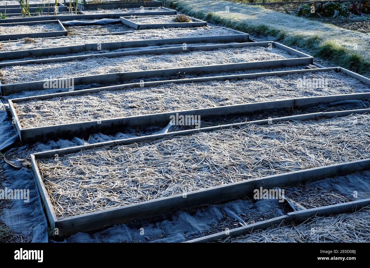gelo invernale sui bordi rialzati del giardino di assegnazione, norfolk, inghilterra Foto Stock