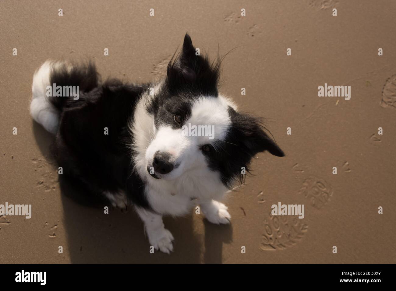 Border Collie sulla spiaggia, testa inclinata Foto Stock