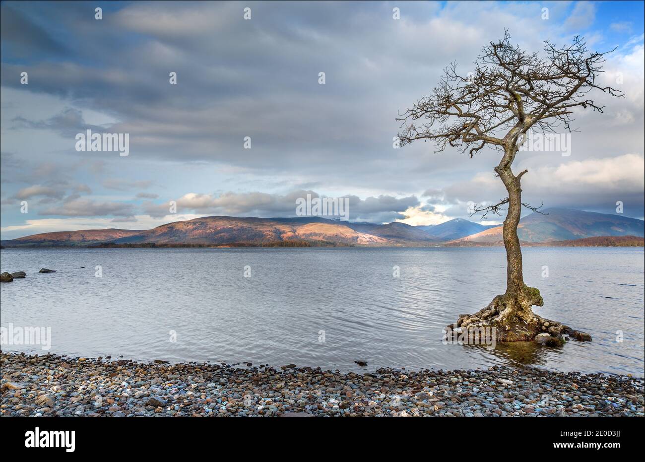 Lone Oak Tree in Milarrochy Bay Loch Lomond, Loch Lomond e il Trossachs National Park, Scozia, Regno Unito Foto Stock