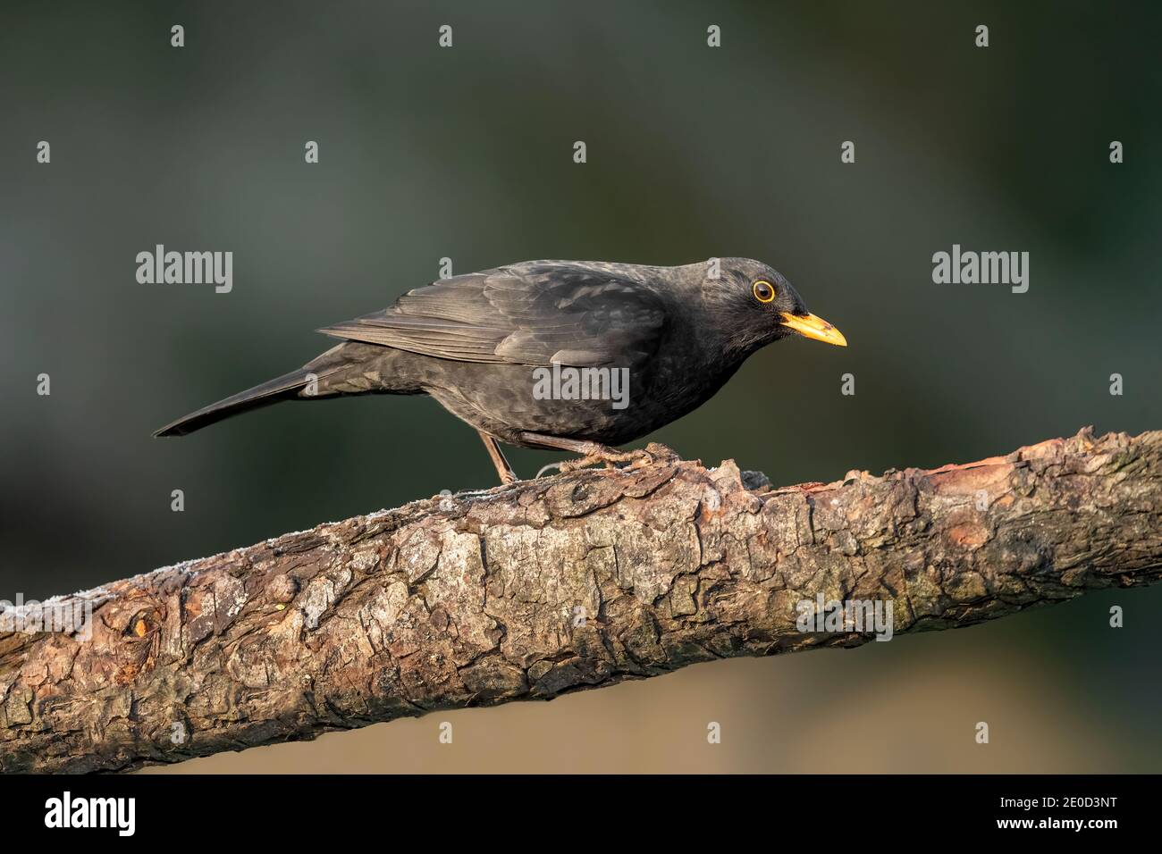 Blackbird è appollaiato su un ramo, da vicino, in Scozia in inverno Foto Stock