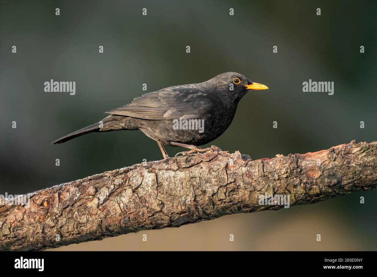 Blackbird è appollaiato su un ramo, da vicino, in Scozia in inverno Foto Stock