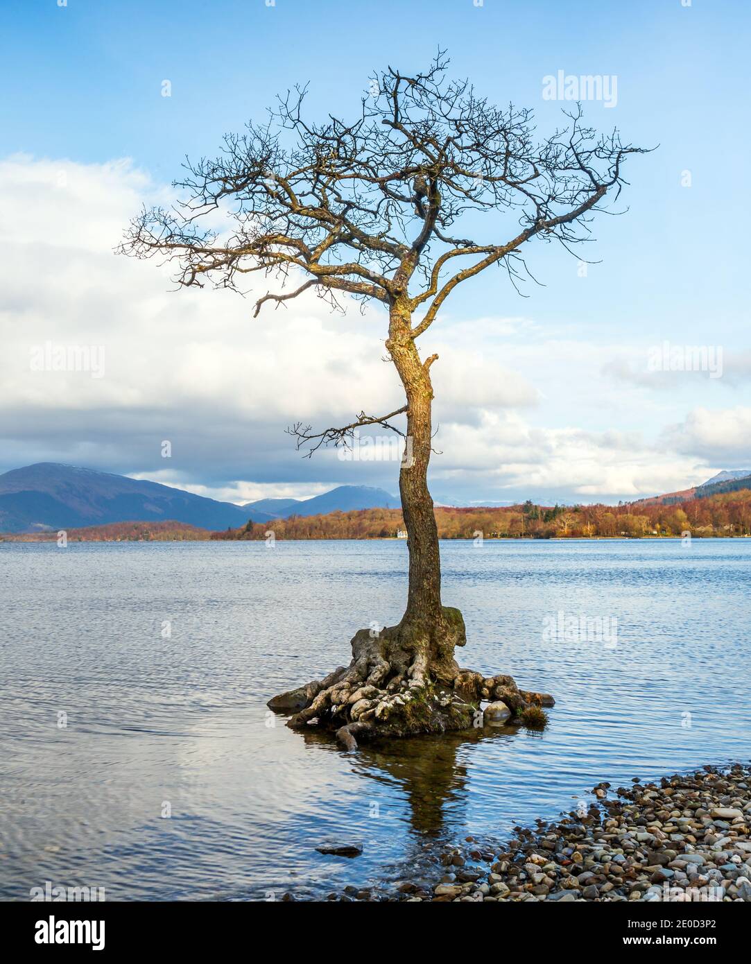 Lone Oak Tree in Milarrochy Bay Loch Lomond, Loch Lomond e il Trossachs National Park, Scozia, Regno Unito Foto Stock