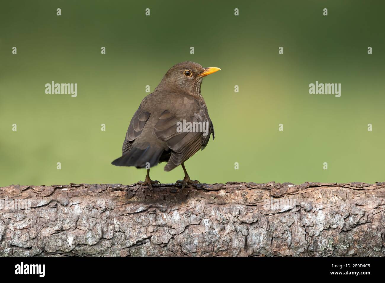 Blackbird, femmina arroccata su un ramo in una foresta di radura in Scozia in estate Foto Stock