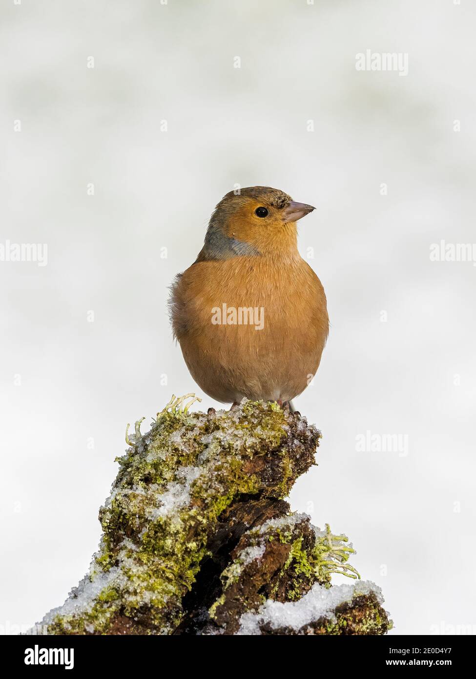 Chaffinch maschile in inverno a metà Galles Foto Stock