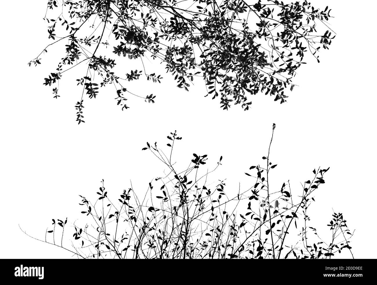 Fotografia minimalista in bianco e nero delle cime di due alberi in chiave alta. Foto Stock