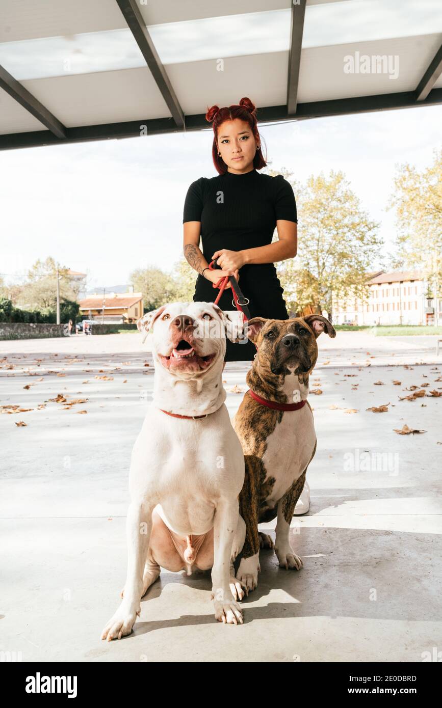 Giovane hipster etnica femmina che tiene grande purebred American Pit Bull Terrier cani su guinzaglio e guardando la macchina fotografica Foto Stock