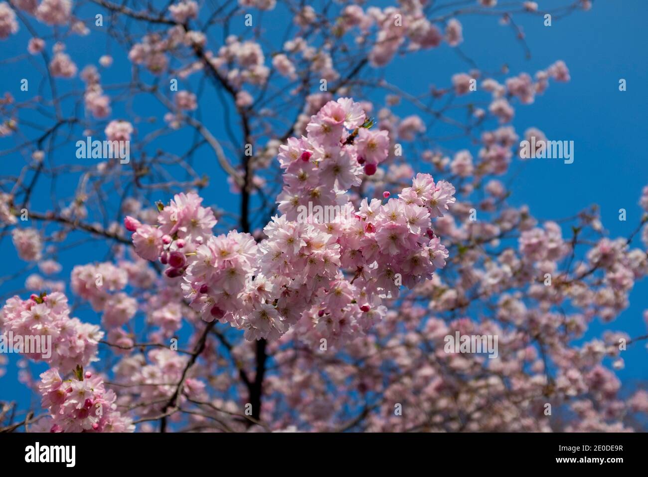 Cherry Blossoms a Washington DC in piena fioritura Foto Stock