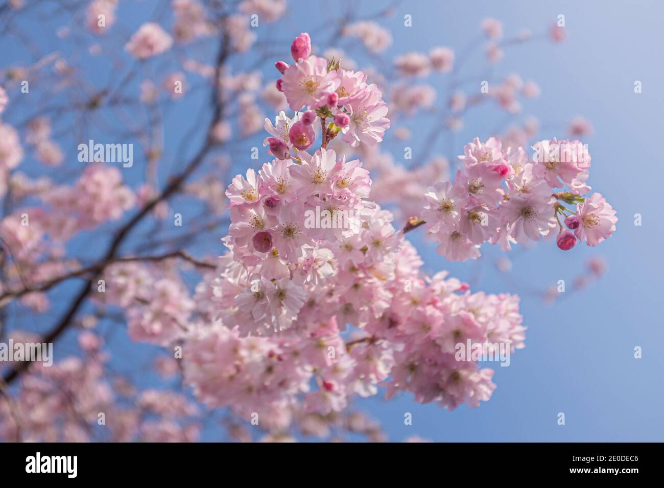 Cherry Blossoms a Washington DC in piena fioritura Foto Stock