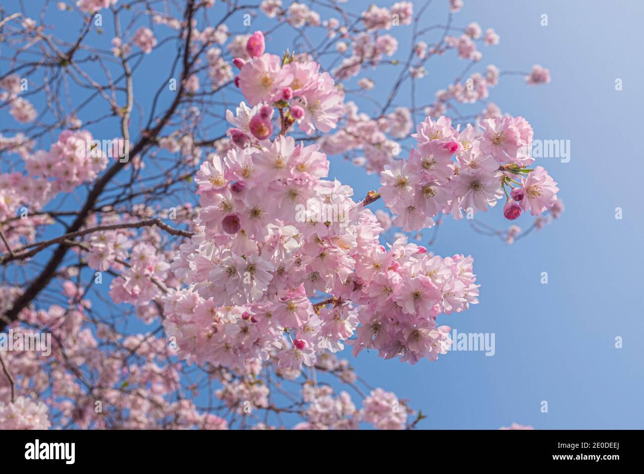 Cherry Blossoms a Washington DC in piena fioritura Foto Stock