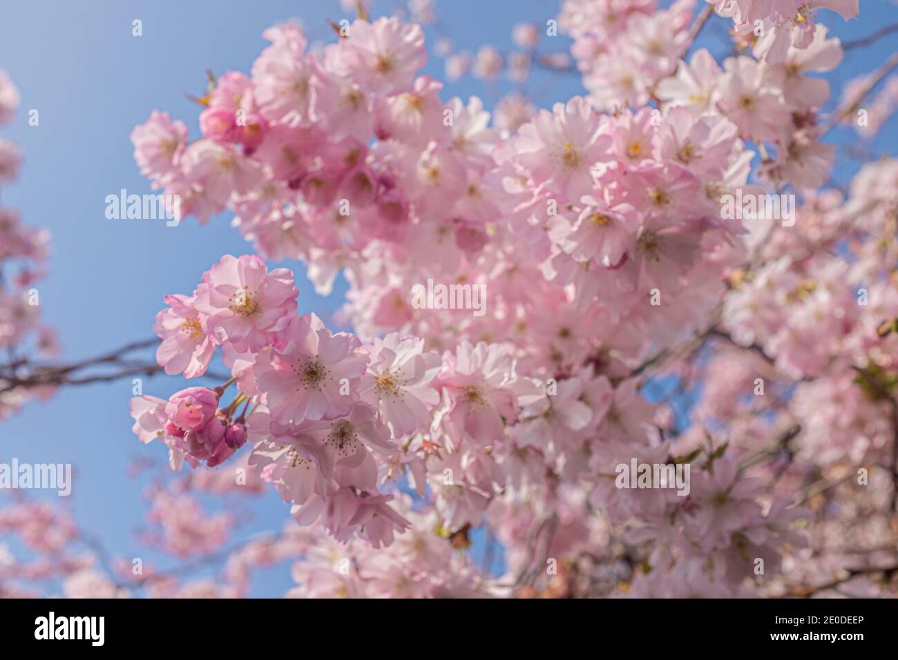 Cherry Blossoms a Washington DC in piena fioritura Foto Stock