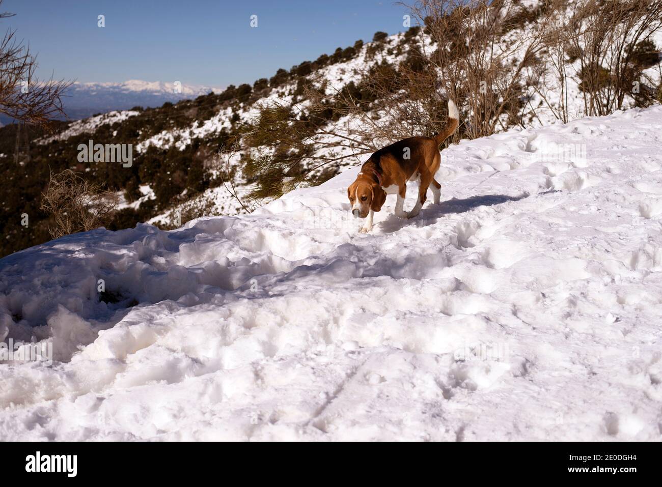 Adorabile cane Beagle che cammina su una pista innevata nell'area dell'altopiano In Matagalls in giornata di sole Foto Stock