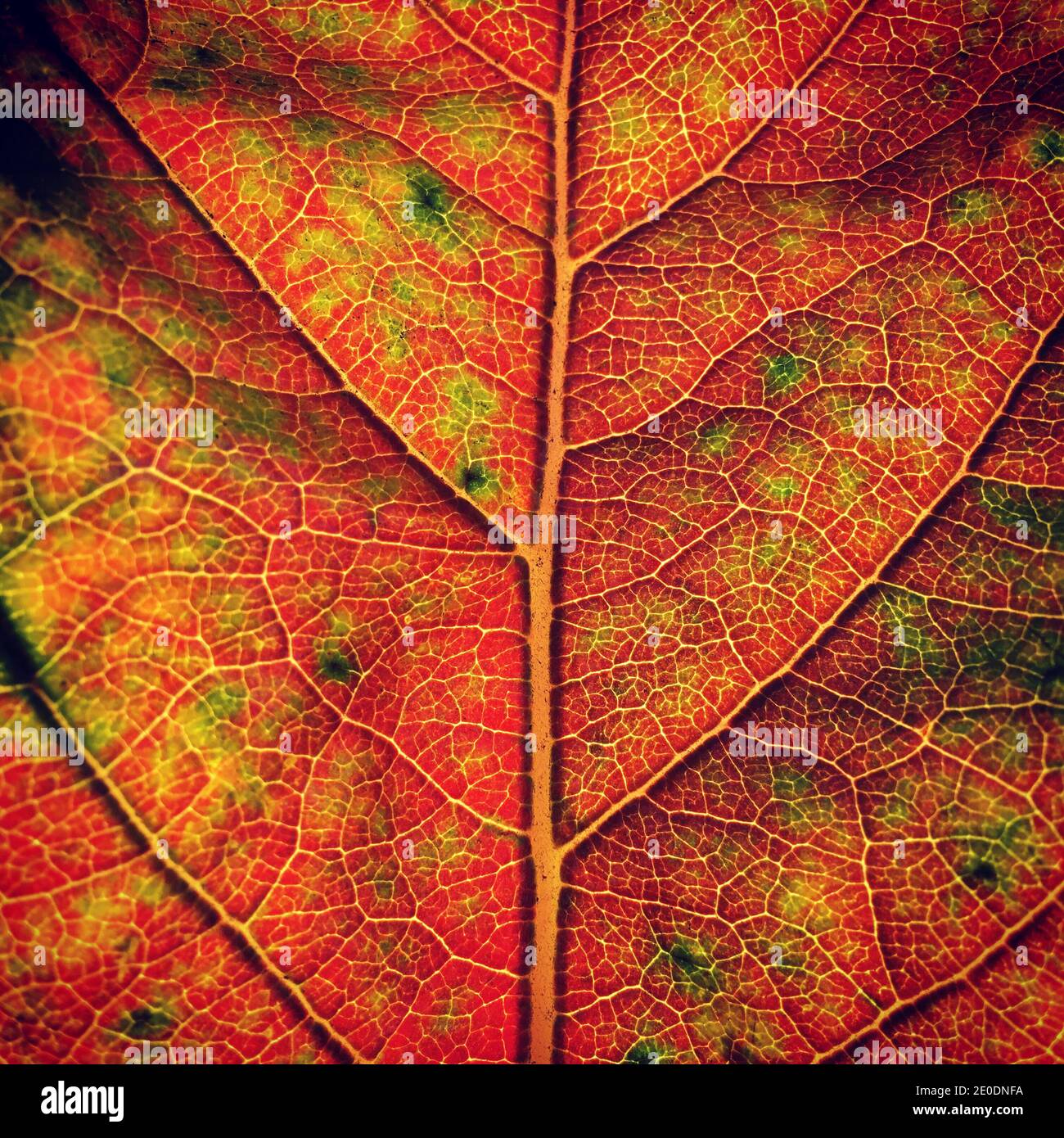 Autunno Persimmon colore foglie - Diospyros kaki Foto Stock