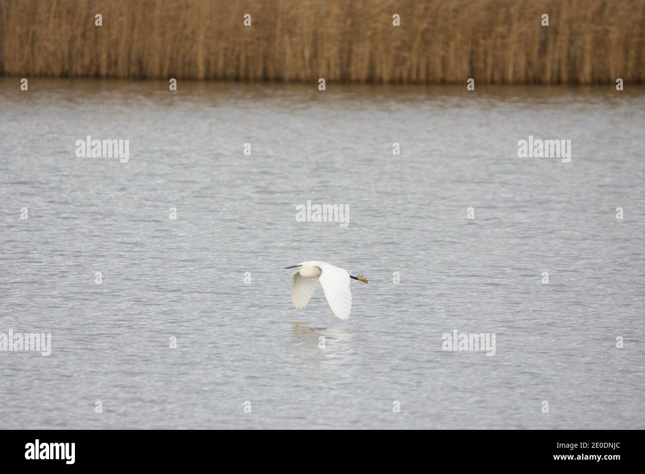 Grande Egret (Casmerodius albus) in volo su un lago in Inghilterra, Regno Unito. egret che sorvola l'acqua con canne in background. Foto Stock