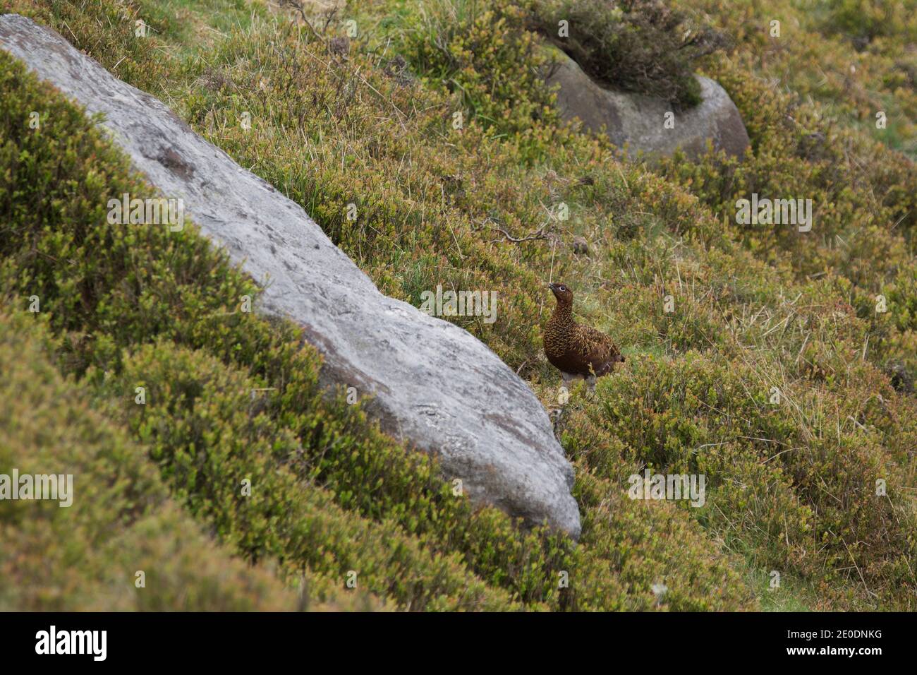 Femmina rosso Grouse (Lagopus lagopus scoticus) in erica a Ladybower, Derbyshire, Regno Unito Foto Stock