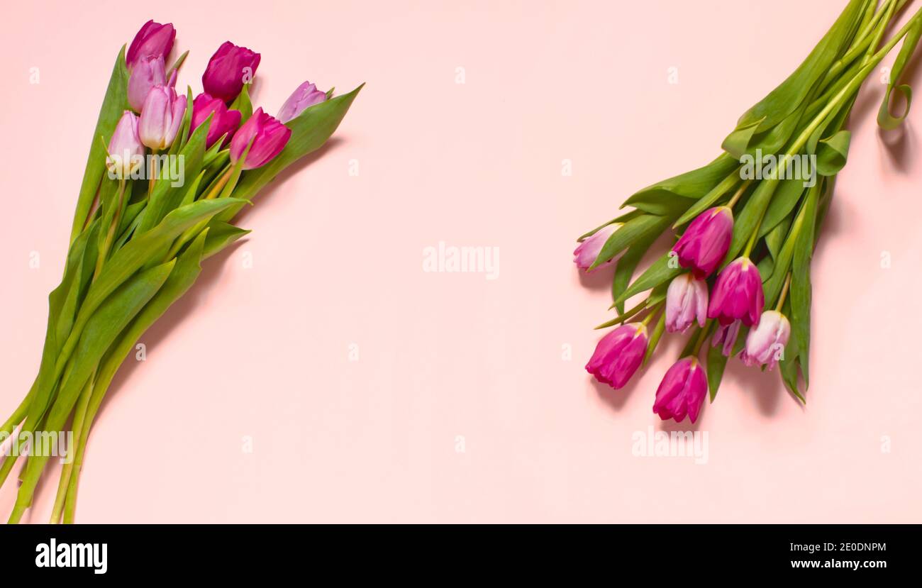 Tulipani di composizione primaverile su sfondo rosa pastello, vista dall'alto, cornice, bordo. Carino biglietto d'auguri con fiori per il giorno delle madri, nozze o ev felice Foto Stock